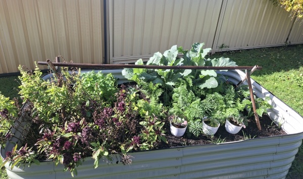 Some of the plants in the Brentwood house garden