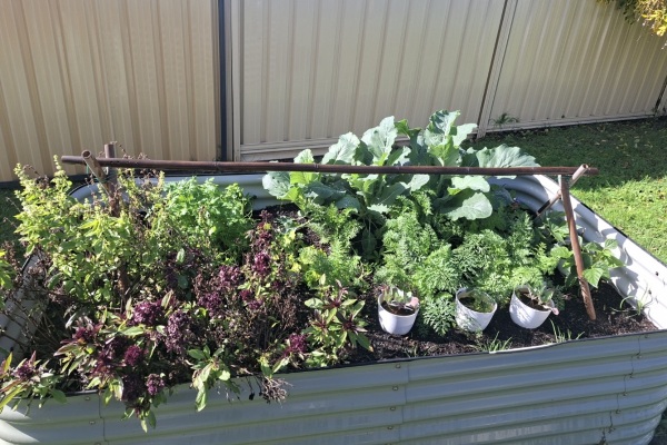 How Things Are Growing at Brentwood Image
